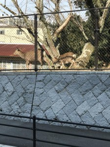 IMG_4087.jpeg