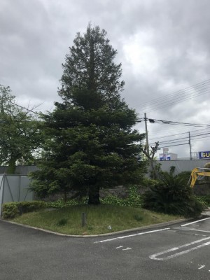 IMG_4700.jpeg